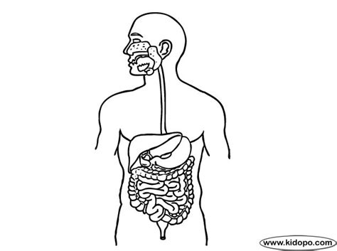 Digestive System Coloring Page Digestive System Digestive System
