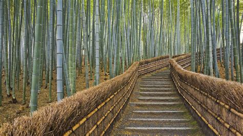 Kyoto Japan Bamboo Path Bamboo Forest Wallpaper Kyoto