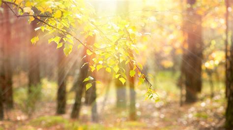Free Download Nature Tree Leaves Yellow Branches Sun Rays Blur