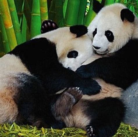 Cute Animals Celebrate International Hug Day Adorable Baby Animals