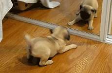 gif make their pugs reasons pets why mirror entertainment own they