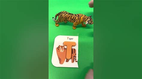 T Is For Tiger Youtube