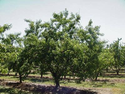 Plant Id Fruits Nuts Peach Florida Master Gardener Volunteer