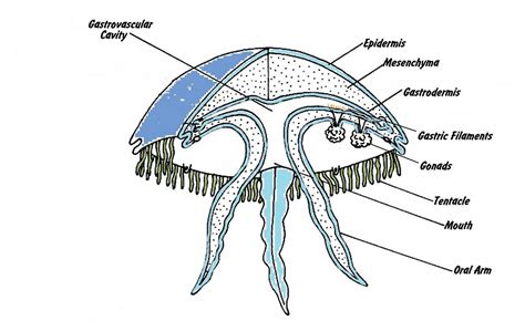 Anatomy Jelly The Jelly Fish