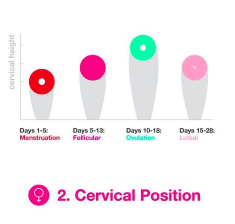 Cervical Position Your Fertility