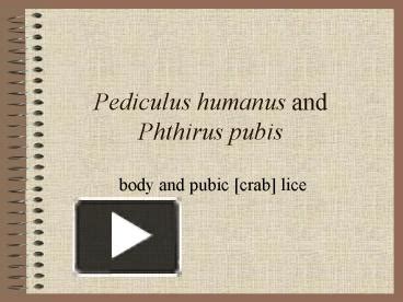 PPT Pediculus Humanus And Phthirus Pubis PowerPoint Presentation