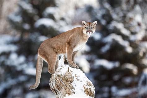 Interesting Facts About Cougars Mountain Lions