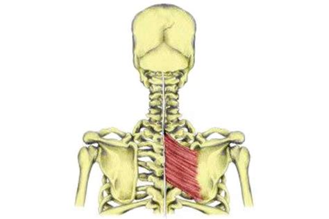 Shoulder Girdle Muscles Origins Insertions Action And Exercises