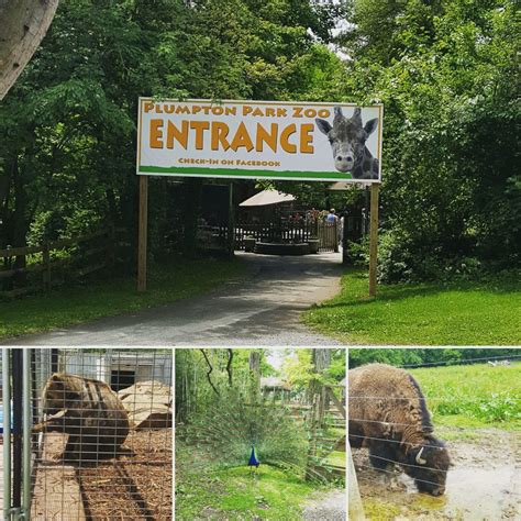 Discounted Admission To Plumpton Park Zoo In Cecil County Harford