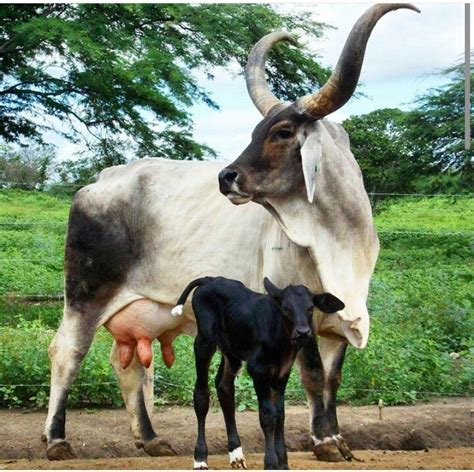 Brahman Brahma Cattle Are A Breed Of Zebu Cattle First Bred In The Us