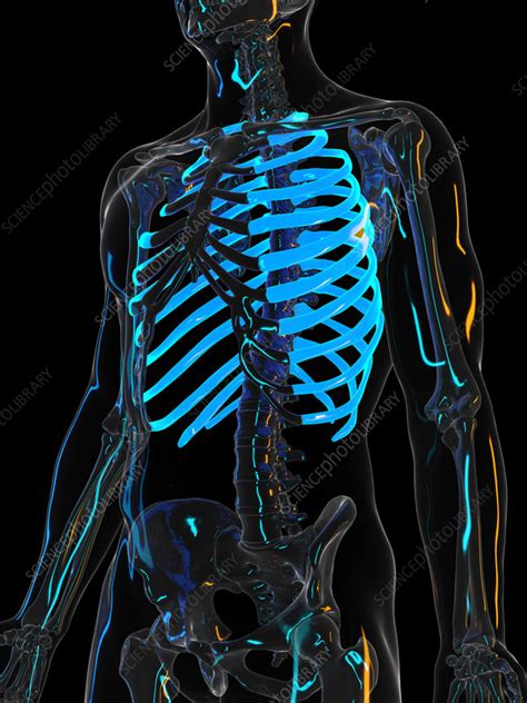 Ribs Illustration Stock Image F0351690 Science Photo Library