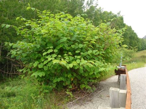 Invasive Plant Profile Japanese Knotweed Us National Park Service