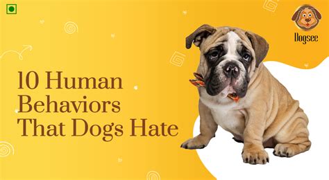 10 Human Behaviors That Dogs Hate Dogsee