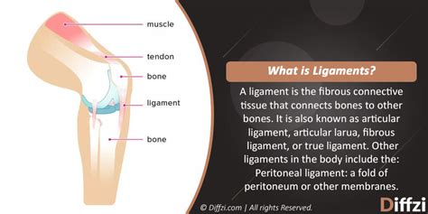A cord or band of dense, tough, inelastic, white, fibrous tissue, serving to connect a muscle with a bone or part; Tendons vs. Ligaments: What is The Difference? | Diffzi