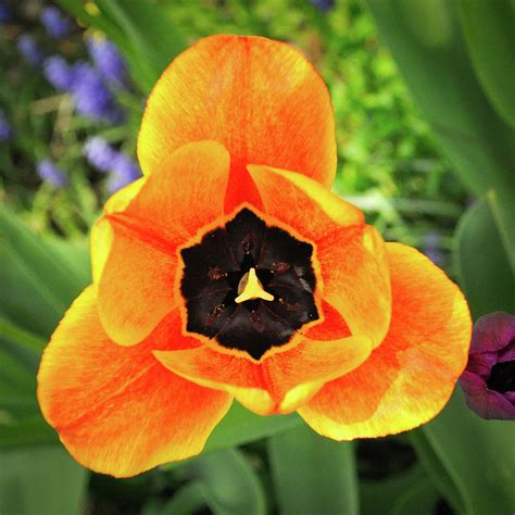 tulip porn photograph by donald woelz pixels