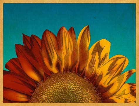 Sunflower Drawing By Meg Shearer Fine Art America