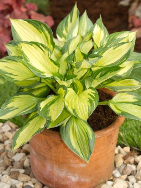 It is the waxy coating on the leaf surface which causes light to be reflected in such a way that the leaves appear blue. Hosta 'Colored Hulk' - 3 front of house | Hostas, Shade ...
