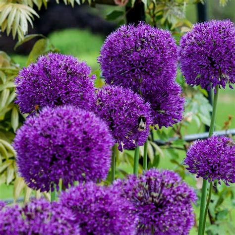 Buy Dutch Garlic Bulbs Allium Hollandicum Purple Sensation