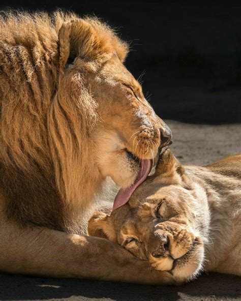Good Morning Love Lion Couple Lion Love Animals Beautiful