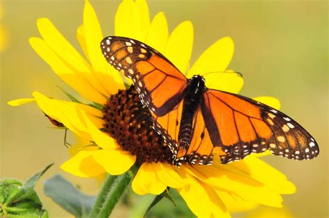 Monarch Butterfly Wallpaper 64 Pictures