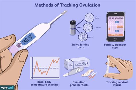 Can You Get Pregnant A Week After Ovulation