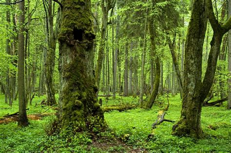 13 Of The Worlds Most Amazing Ancient Forests Travel Insider
