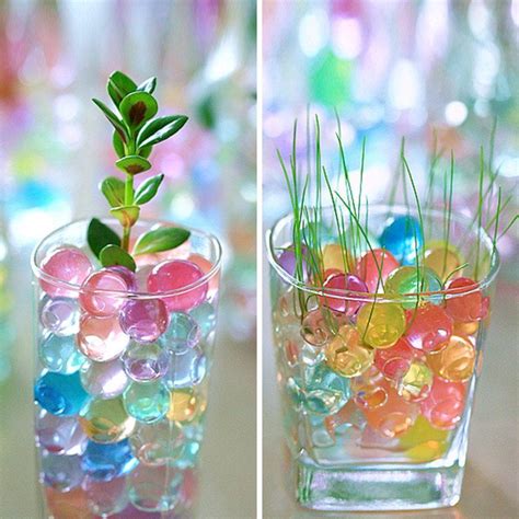 How To Grow Plants In Water Beads