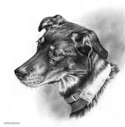 35 Beautiful Dog Drawings And Art Works From Top Artists Dog Drawing