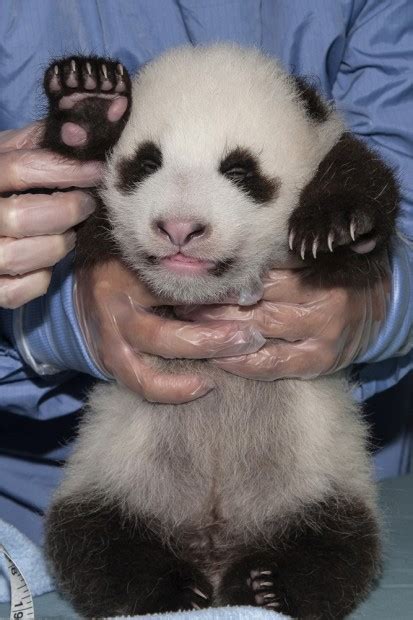 San Diego Panda Cub Exam 6