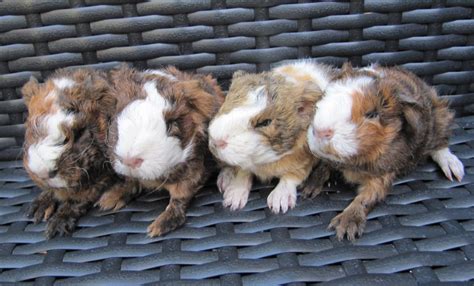 Why Do Guinea Pigs Eat Their Babies Clever Pet Owners