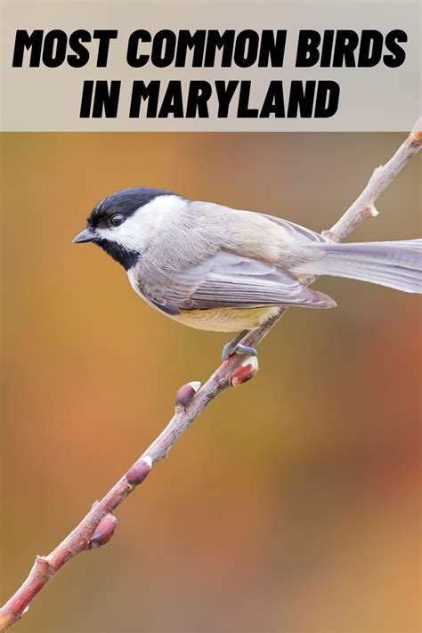 12 Most Common Birds In Maryland With Pictures