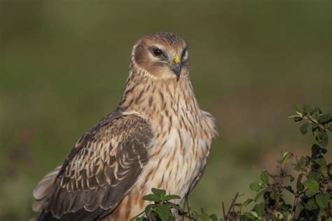 California Birds Of Prey 19 Most Common Species With Pictures