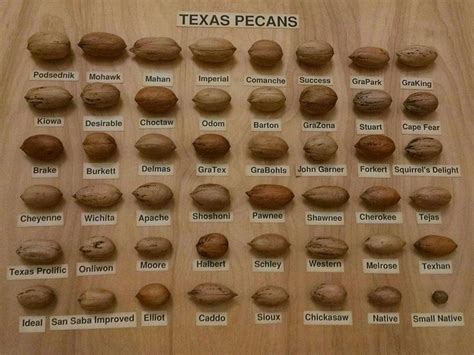 Different Varieties Of Pecans Pecan Tree Pecan Texas Pecans