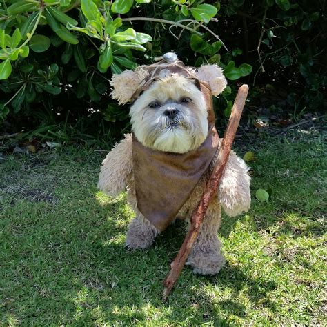 The Force Is Strong With Pet Owners Top Star Wars Pet Names Latf Usa