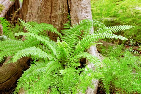Tree With Ferns Free Stock Photo Public Domain Pictures