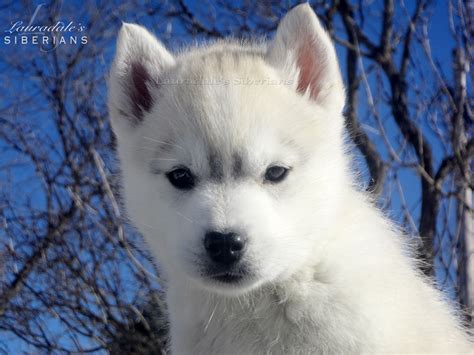 The husky is one of the hardest working dog breeds and has been for many years. Grey & white Siberian Husky Puppy! Her name is "Greige ...