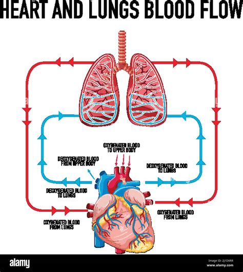 Diagram Showing Heart And Lungs Blood Flow Illustration Stock Vector