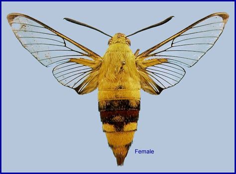 Female Cephonodes Hylas Hylas Coffee Clearwing Hawk Moth Queensland
