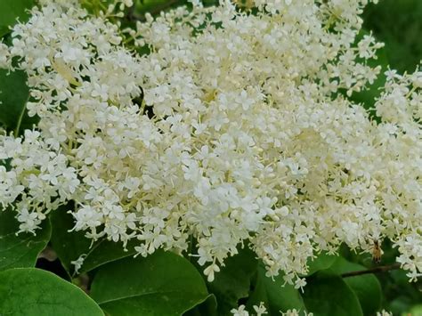 Syringa Reticulata Summer Snow Summer Snow Japanese Tree Lilac The Dawes Arboretum