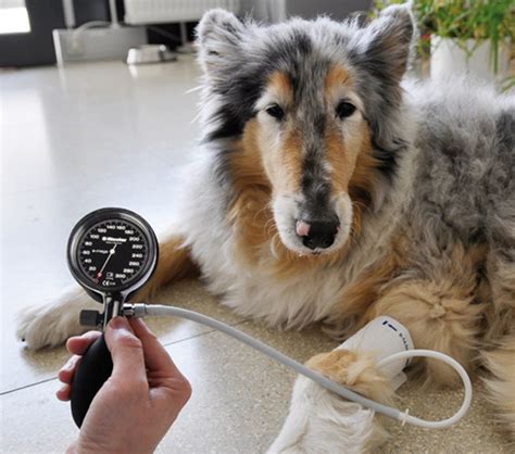 Veterinary Sphygmomanometers Buy From Praxisdienst Vet
