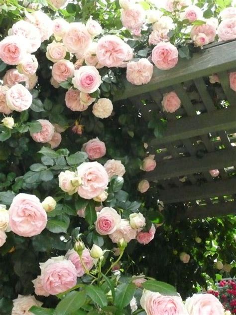 Rosa Pierre De Ronsard Climbing Roses Beautiful
