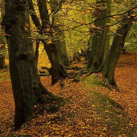 Ashridge Forest Path Herts England Autumn Views 7 Of 9 Forest