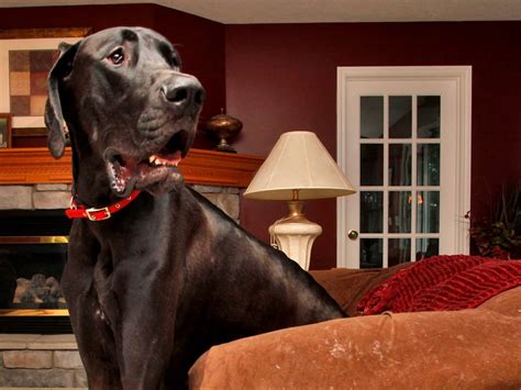 How Did Zeus The Great Dane Die