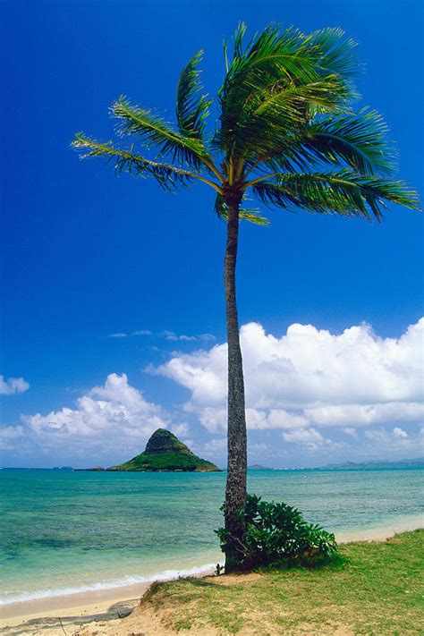 It is native to the islands of kauaʻi and niʻihau. Palm Tree on the Beach Kaneohe Bay Oahu Hawaii Photograph ...