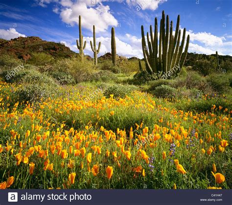 Cacti and some trees and plants bloom in march, including orange trees this is what i know about plants in the low deserts of arizona, especially the sonoran desert where phoenix and tucson are located. Wildflowers and cactus, "Sonoran Desert" [Organ Pipe ...