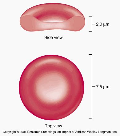 Cytoskeleton 111 red cell membrane disorders can be associated with a wide range of genetical alterations depending on their subtype. What is an example of a red blood cells diagram? - Quora