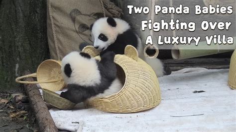 Two Panda Babies Fighting Over A Luxury Villa Ipanda Youtube
