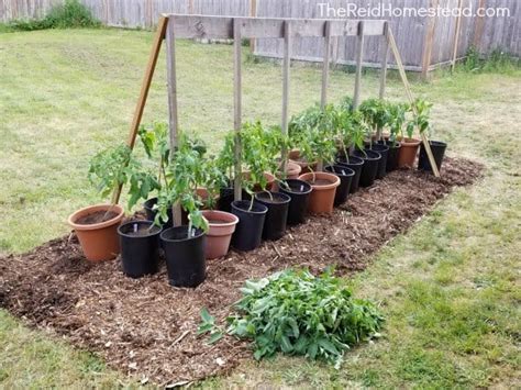 How And Why You Should Prune Tomato Plants The Reid