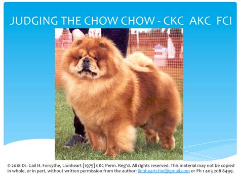 Judge Chow Chows Of Western Canada Limited