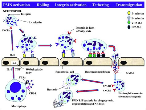Diagrammatic Representation Of Phagocytic Cells Activation And